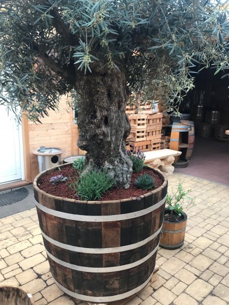 Olivenbaum mit 3m Höhe + 500 Liter Barrique Eichenfasshälfte mit D.105cm,H.82cm Blumenkübel Eichenfass Holzfass Miniteich Wasserfass Regentonne
