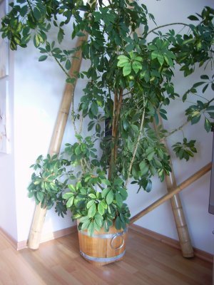 BKE70 Pflanzkbel neu aus Eichenholz mit D. von 70cm, winterfest