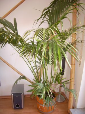 BKE70 Pflanzkbel neu aus Eichenholz mit D. von 70cm, winterfest