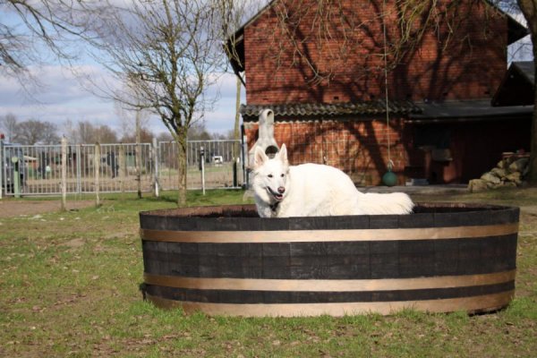 Hunde - Badefass Tierbadefass Tiertrnke Tierbadewanne Holzwanne