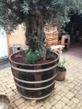 Olivenbaum mit 3m Höhe + 500 Liter Barrique Eichenfasshälfte mit D.105cm,H.82cm Blumenkübel Eichenfass Holzfass Miniteich Wasserfass Regentonne