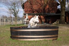 Hunde - Badefass Tierbadefass Tiertrnke Tierbadewanne Holzwanne